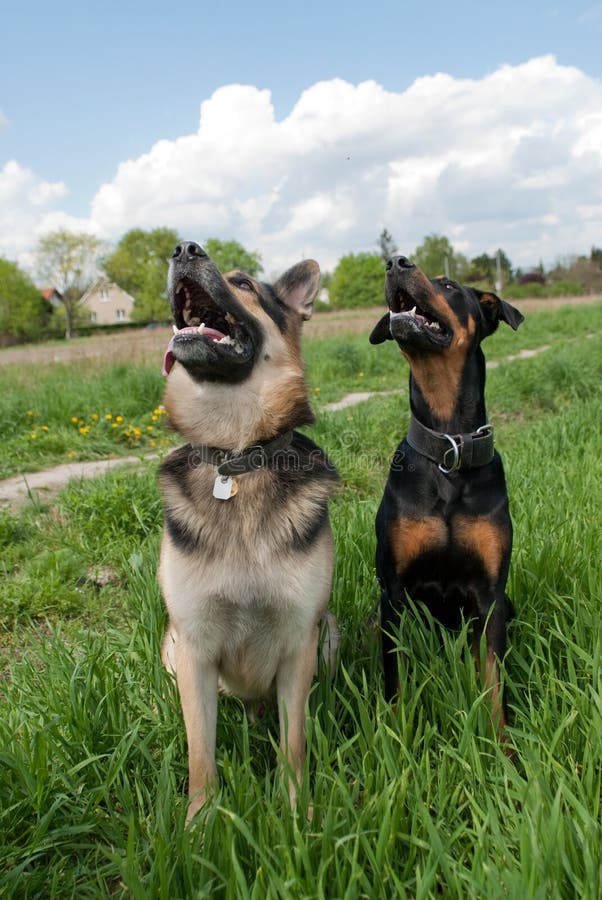 Tow dogs training outside