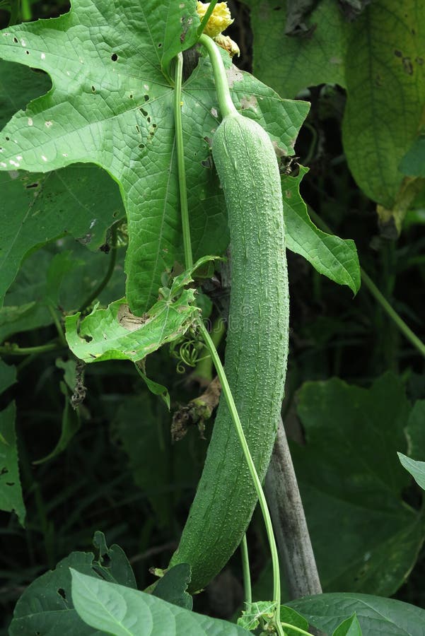 Towel gourd stock image. Image of gourd, towel, organic 6870293