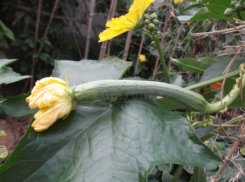 Towel gourd flower stock photo. Image of plants, flower 33866282