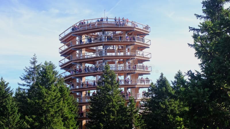 Tower above forest, canopy walk in woods, pathway rises high over trees