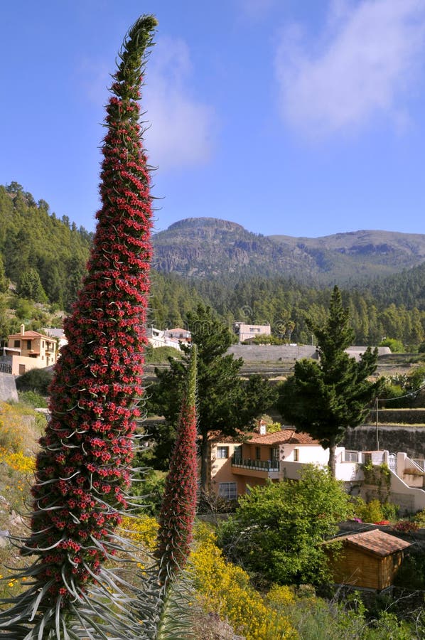 Tower of Jewels Flower at Tenerife Stock Image Image of plant