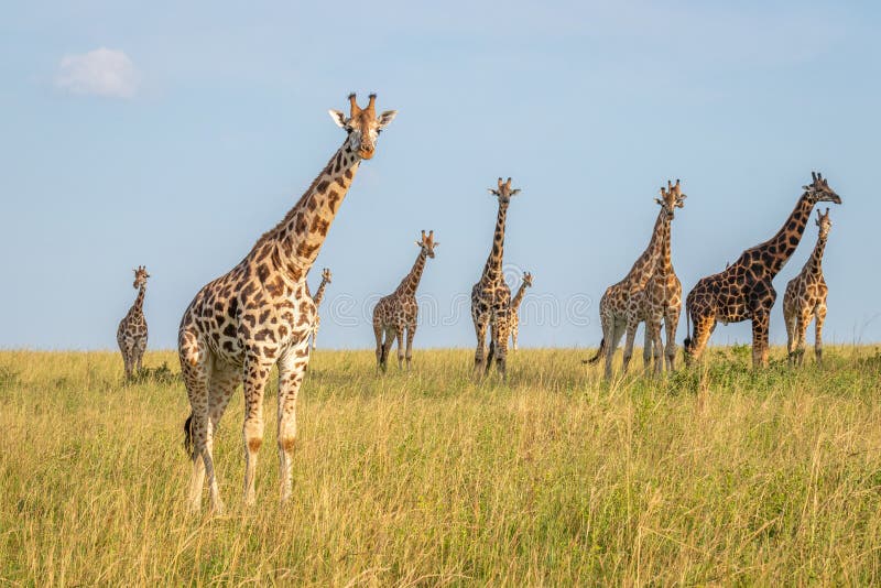 A tower Rothschild`s giraffe  Giraffa camelopardalis rothschildi in a beautiful light, Murchison Falls National Park, Uganda.