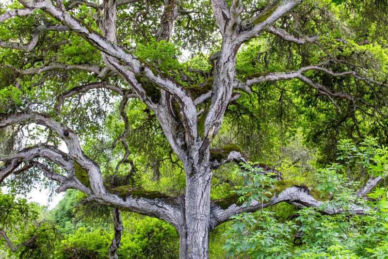 Towering Branches of Hybrid Live Oak Tree Named Quercus x Chasei.