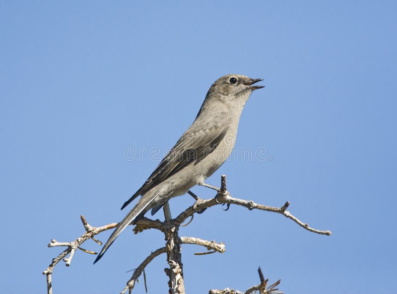 Townsend-solitaire; Townsends solitaire; Myadestes townsendi