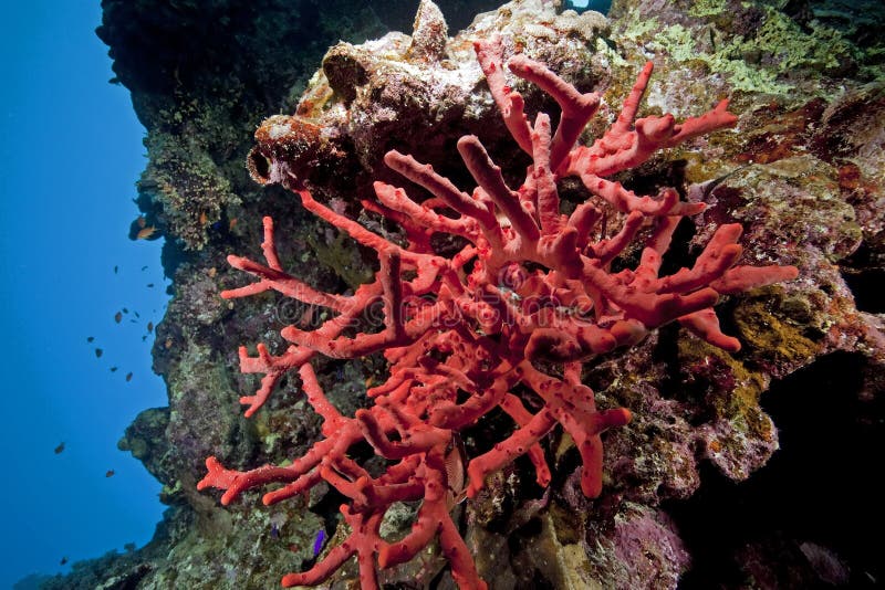 Toxic finger coral