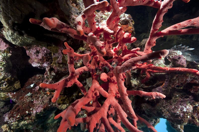 Toxic finger coral