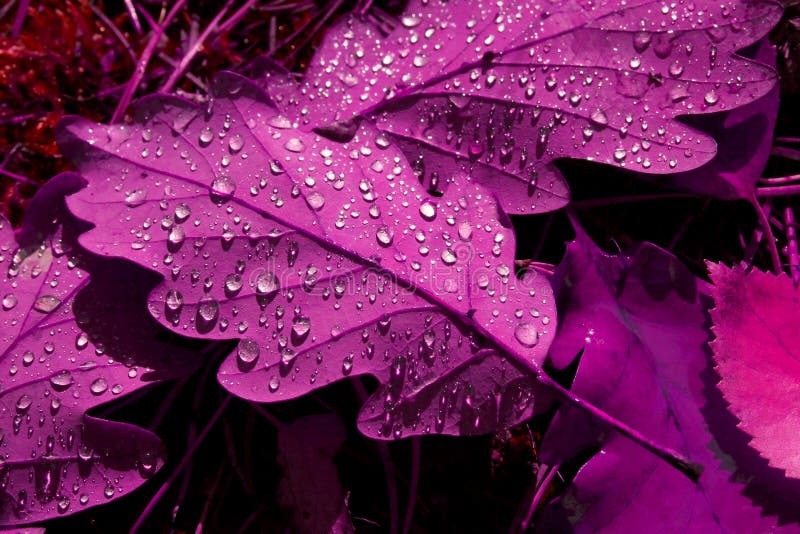 Toxic purple leaves stock image. Image of peaceful, peace 7617197