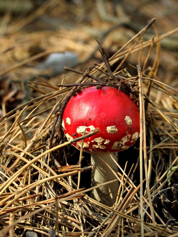 Toxic soil fungus stock image. Image of toxic, land, warty 2598087