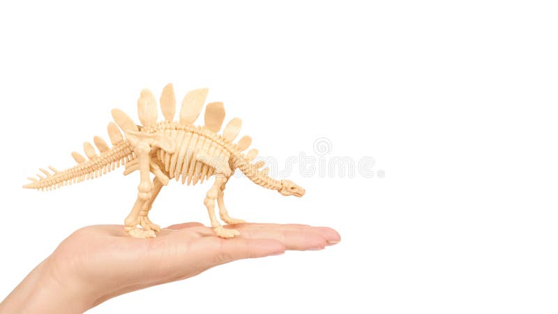 Toy Animal Dinosaur Skeleton di plastica a disposizione isolato su fondo bianco copi lo spazio, modello fotografia stock libera da diritti Toy Animal Dinosaur Skeleton di plastica a disposizione isolato su fondo bianco copi lo spazio, modello fotografia stock libera da diritti