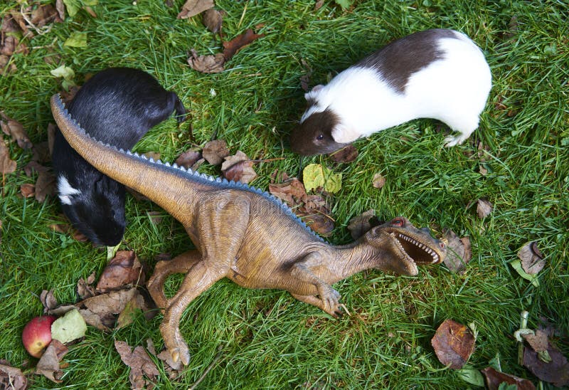 Toy dinosaur monster raptor fighting with new guinea pig on the green grass stock photo Toy dinosaur monster raptor fighting with new guinea pig on the green grass stock photo