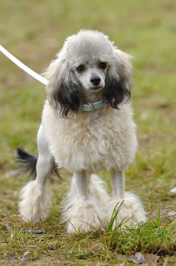 M*g様 theredthread S poodle fur coat long S poodle fur coat long