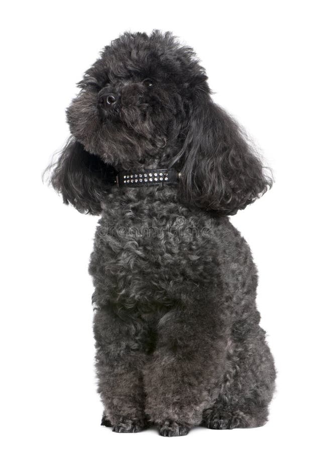 What Are The Best Toys For Poodles
