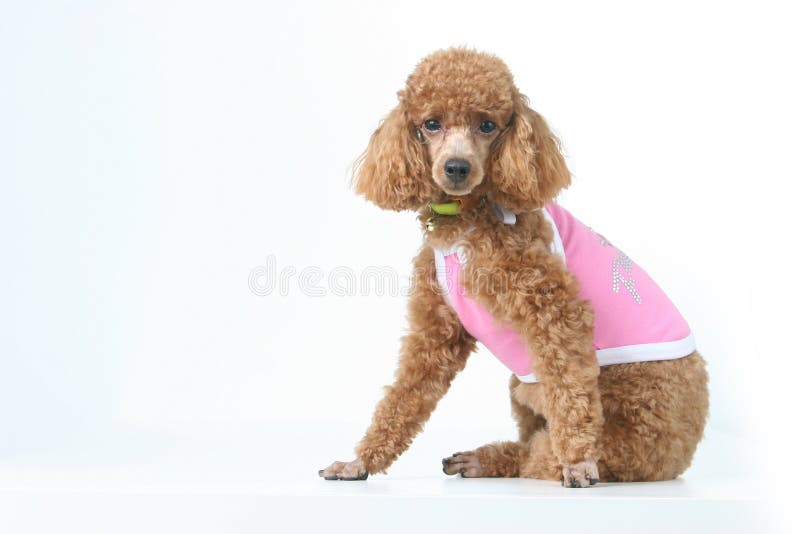 Toy poodle