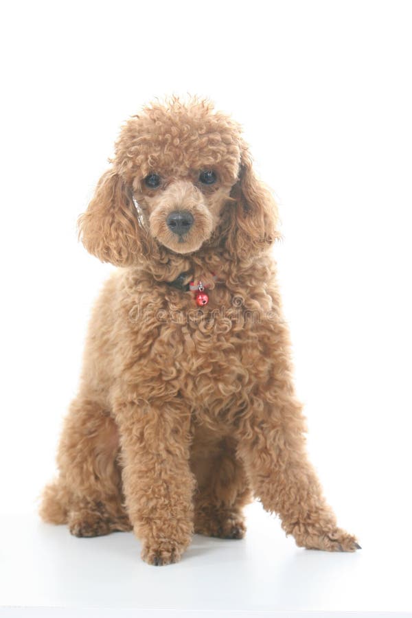 Toy poodle