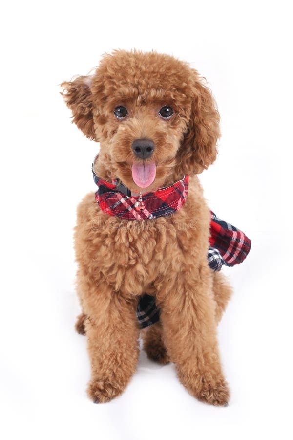 https://thumbs.dreamstime.com/b/toy-poodle-5212136.jpg