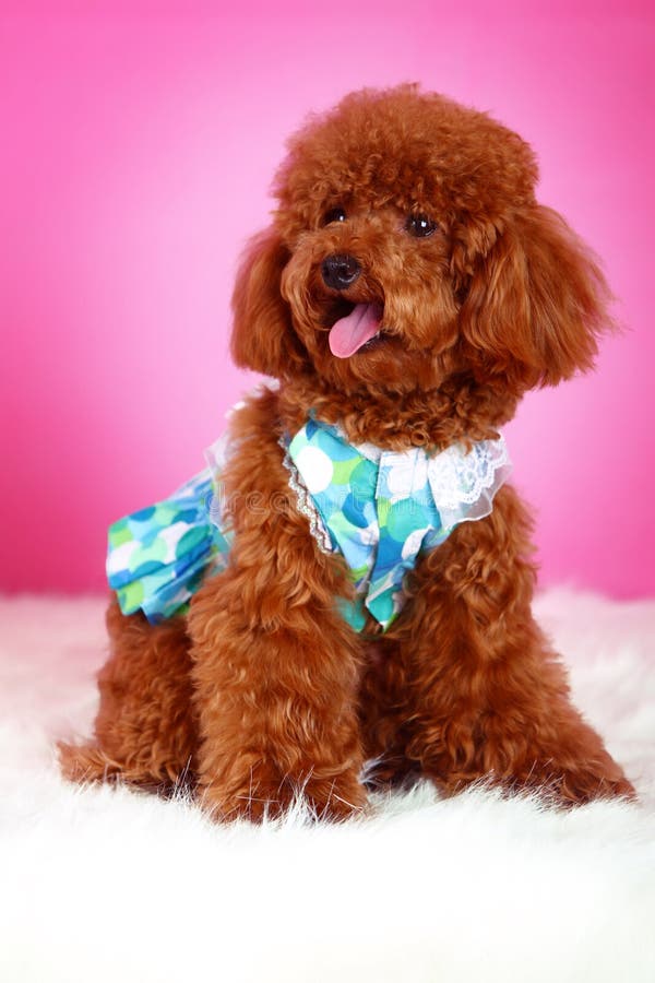 Toy poodle