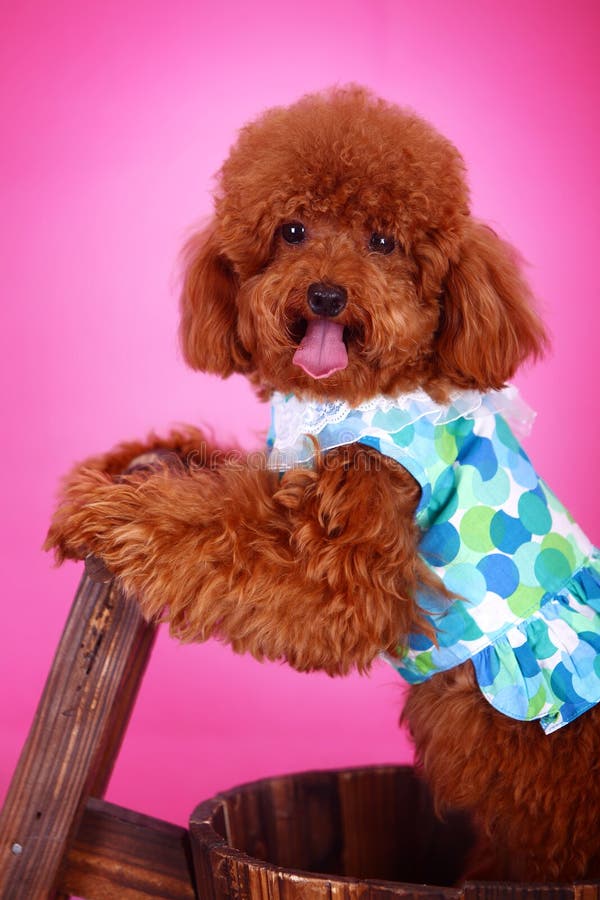 Toy poodle