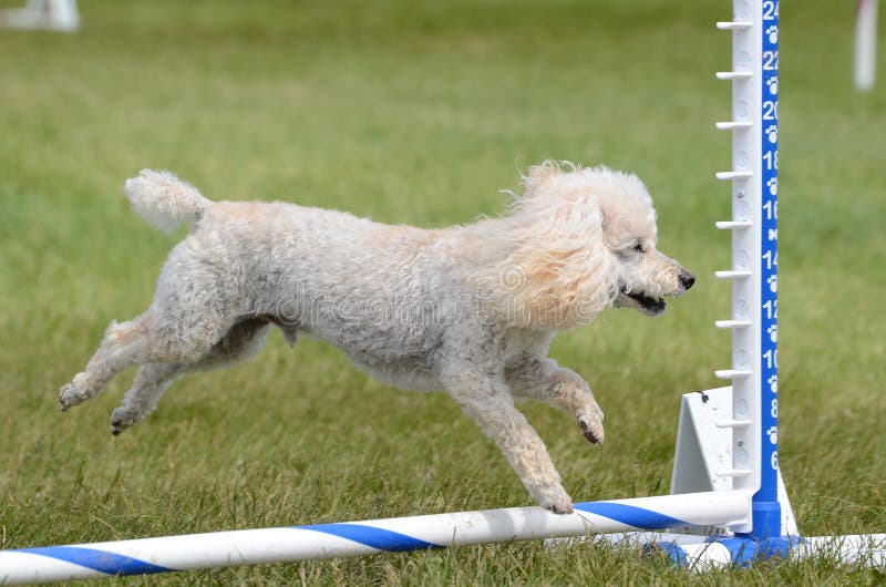 Toy Poodle at a Dog Agility Trial