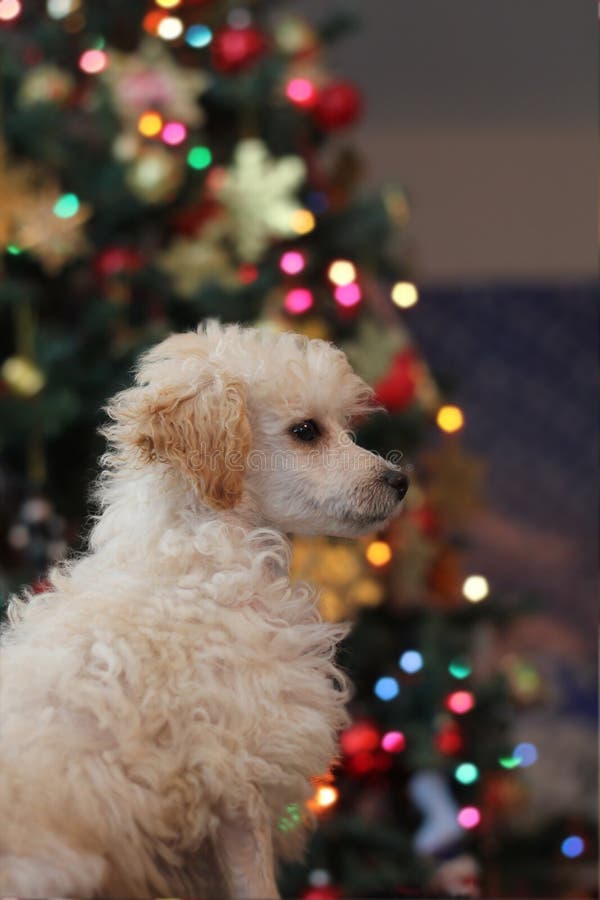 255 Toy Poodle Puppy Christmas Stock Photos Free & RoyaltyFree Stock