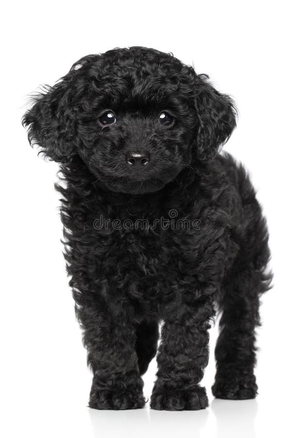 Toy Poodle puppy on a white background Stock Photo by ©FotoJagodka 10910681