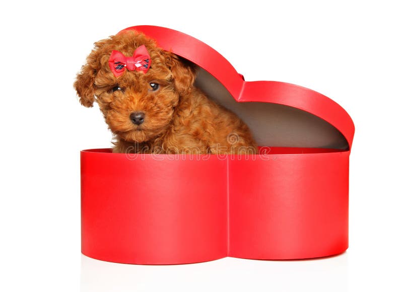 Toy poodle puppy sits in red heart-shaped box