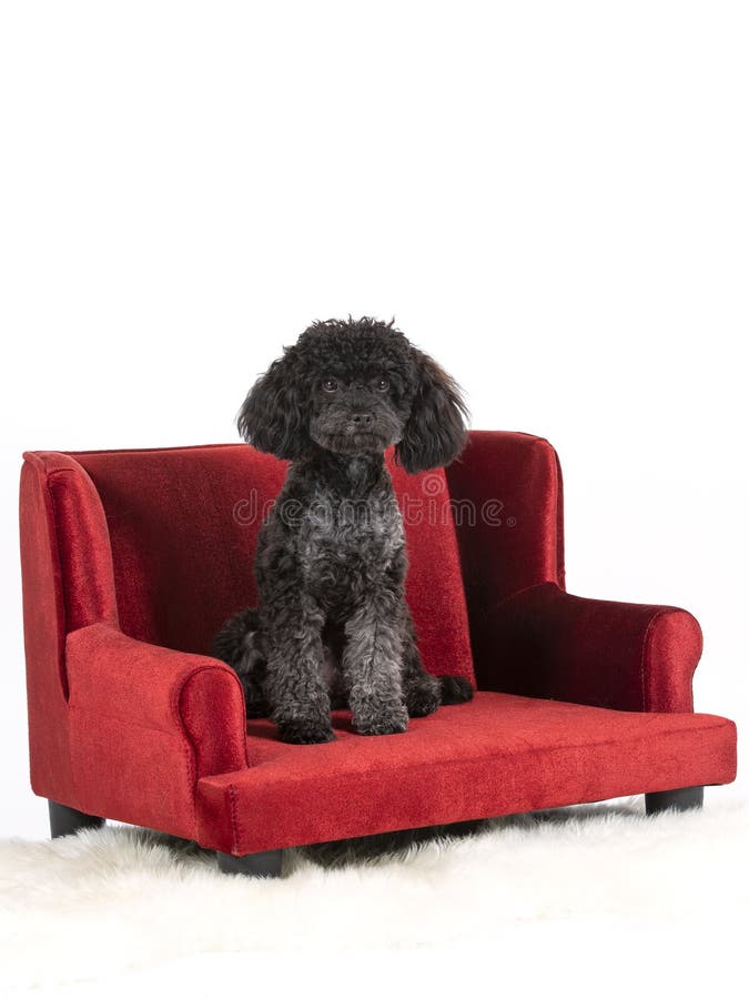 danny dog sofa
