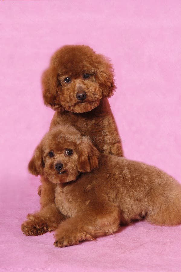 teddy toy poodle