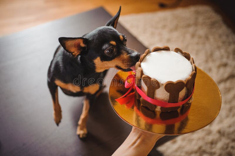 Toy terirer eating birthday cake hold by woman royalty free stock photography Toy terirer eating birthday cake hold by woman royalty free stock photography