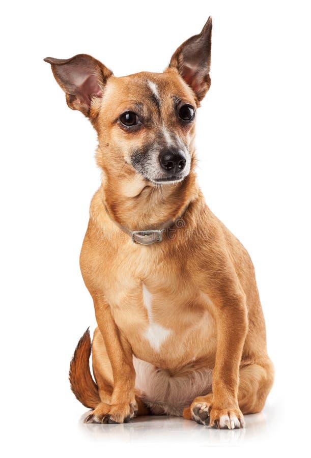 Toy terrier stock image. Image of purebred, close, aristocracy 28645127