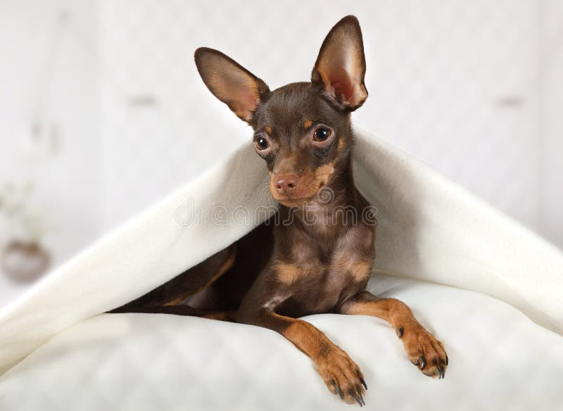 Toy Terrier Puppy Lying in a Bed Under Blanket Stock Image - Image of ...