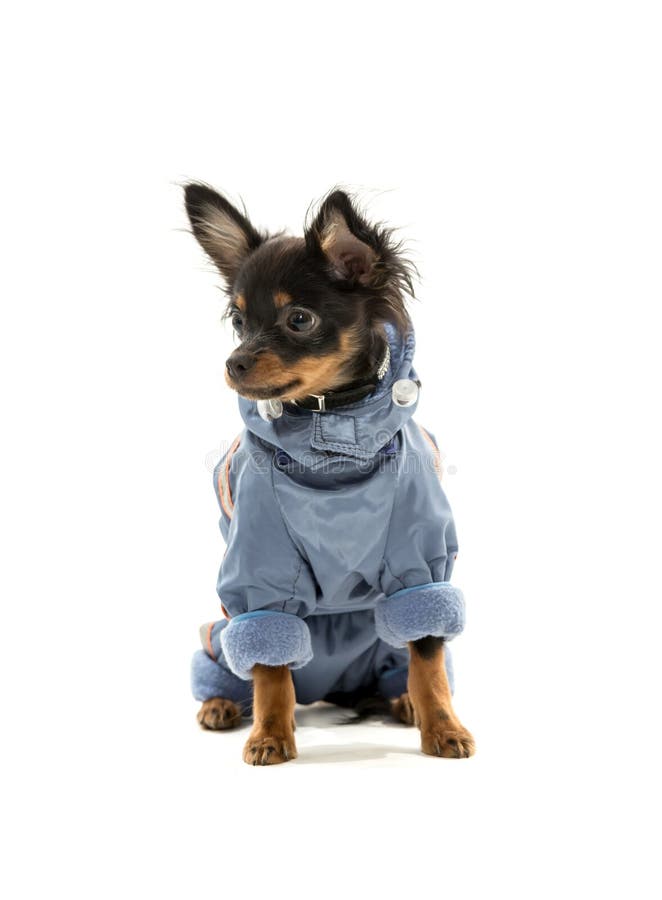 Toy Terrier royalty free stock photo Toy Terrier royalty free stock photo