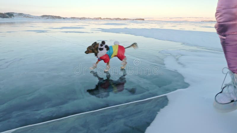 Toy Terrier in vestiti divertenti e scarpe divertenti gioca con la palla su bello ghiaccio in crepe Mamma e figlia negli sport