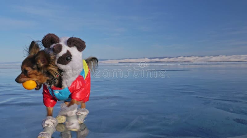 Toy Terrier in vestiti divertenti e scarpe divertenti gioca con la palla su bello ghiaccio in crepe Mamma e figlia negli sport