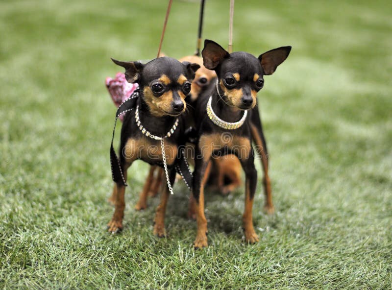 Toy Terriers-honden royalty-vrije stock foto Toy Terriers-honden royalty-vrije stock foto