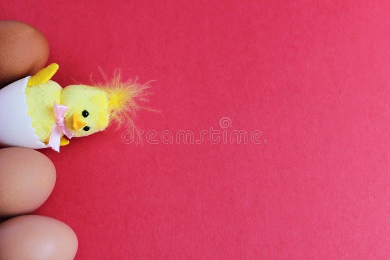A toy yellow chicken hatched from a white egg next to brown eggs. happy Easter. Space for text royalty free stock images