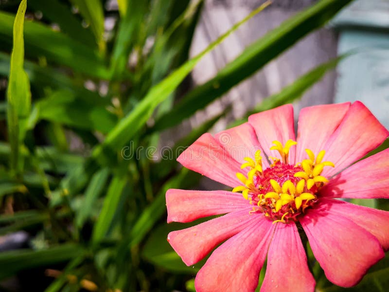 1,590 Photos de Fleur Rouge Avec Le Pistil Jaune - Photos de stock  gratuites et libres de droits de Dreamstime