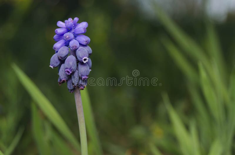 Très Petite Fleur Violette De Méditerranée, Andalousie, Espagne Photo stock  - Image du romarin, beau: 160938258