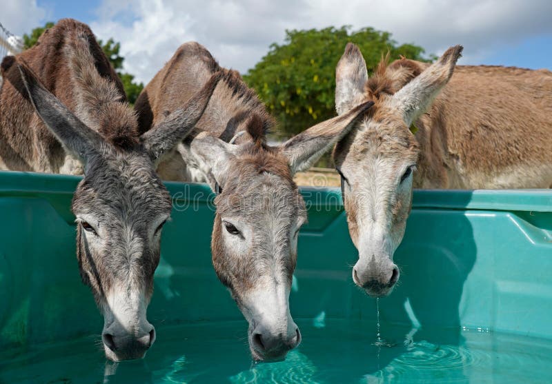 Somente burros bebem água : r/farialimabets