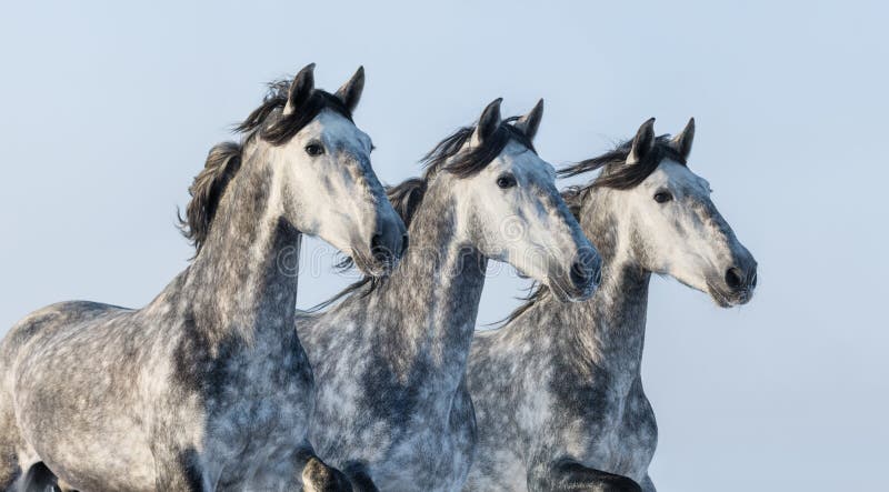 Feliz, Sorrindo, Cinzento, Latvian, Raça, Cavalo, Retrato Foto