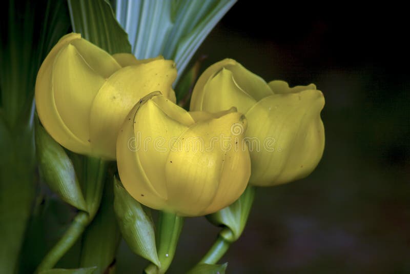 Três Flores Amarelas Da Orquídea Do Berço Do Bebê Imagem de Stock - Imagem  de verde, delicado: 145955867