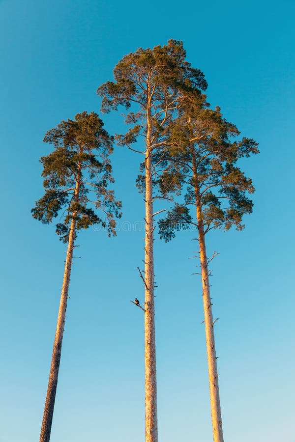 VERTICAL: Raízes de um pinheiro alto crescem sobre um toco velho decaindo  na floresta tropical Hoh fotos, imagens de © Prostock #489763466