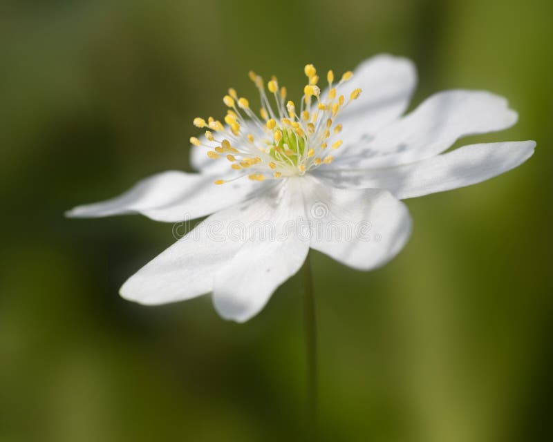 Tr?anemon som gemensamt ?r bekant som Windflower Den delikata v?rblomman grundar oftast i skogsmarker best?mt i forntida tr?n arkivfoto Tr?anemon som gemensamt ?r bekant som Windflower Den delikata v?rblomman grundar oftast i skogsmarker best?mt i forntida tr?n arkivfoto