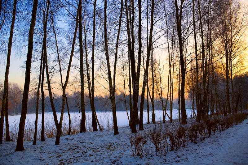 Trädgårds- vinter för sikt för tree för liggandesnowsolnedgång arkivbilder