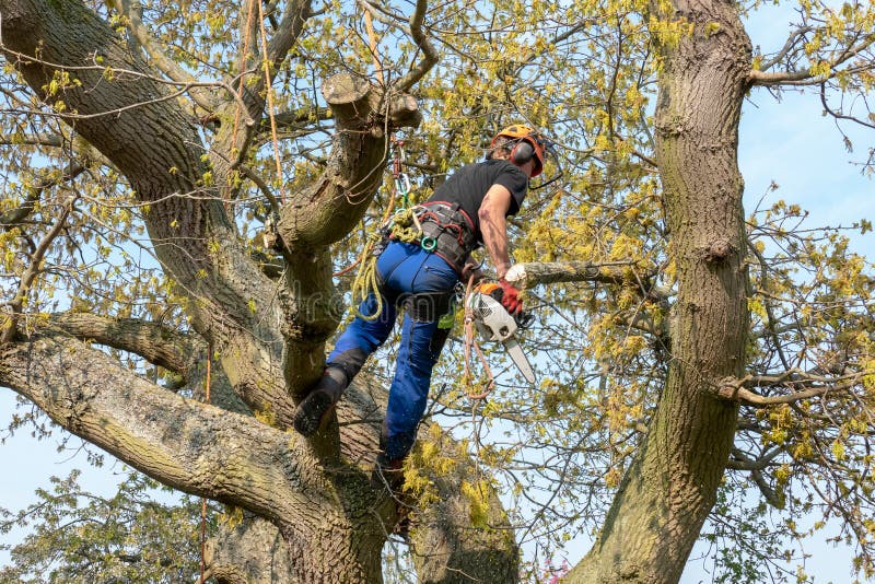 Tr? dkirurg som anv? nder en chainsaw arkivfoton