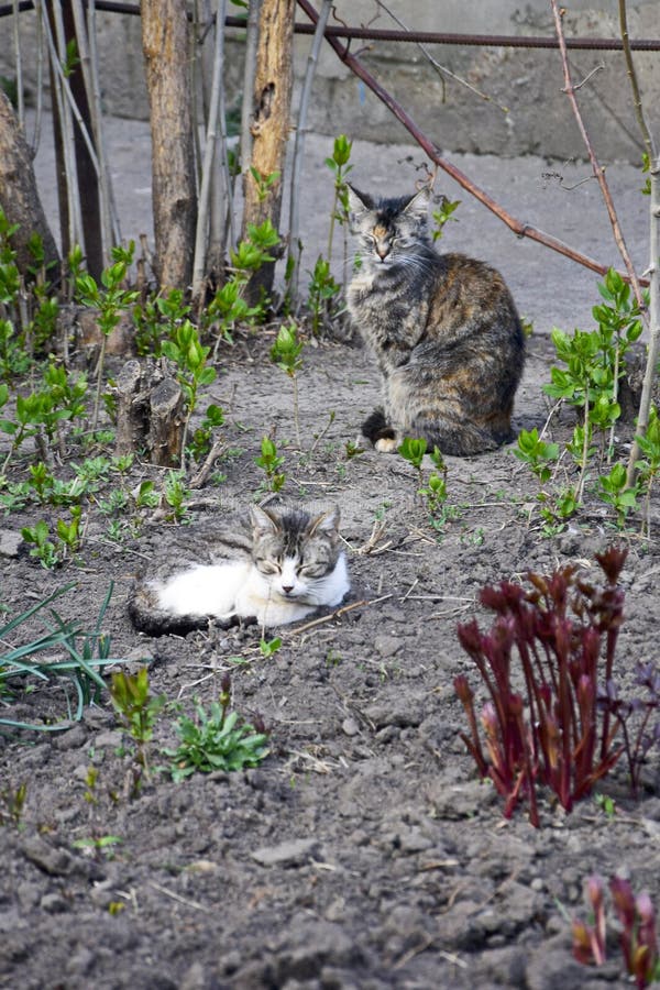 Tr?gheit des behaglichen Hauses Graue junge Katze kräuselte sich oben aus den Grund stockbild Tr?gheit des behaglichen Hauses Graue junge Katze kräuselte sich oben aus den Grund stockbild