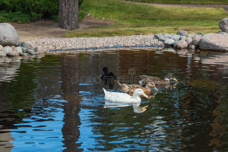 Tr?s tipos de patos andam pela lagoa Pato branco, preto, marrom foto de stock Tr?s tipos de patos andam pela lagoa Pato branco, preto, marrom foto de stock