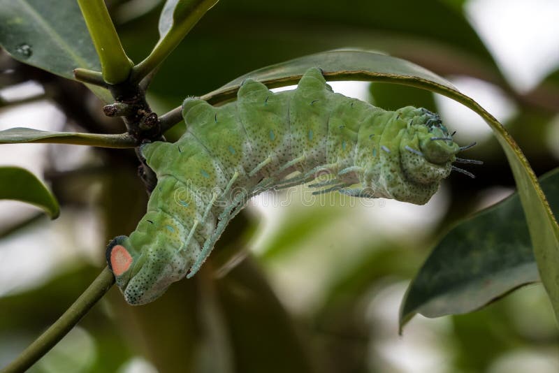 Tra?a de atlas - atlas de Attacus - lagarta em sua haste da planta de anfitri?o foto de stock Tra?a de atlas - atlas de Attacus - lagarta em sua haste da planta de anfitri?o foto de stock