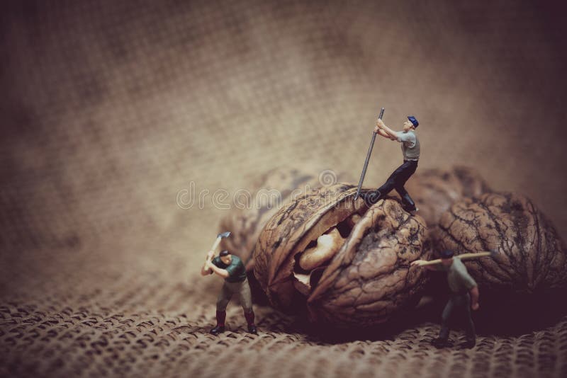 Trabajador miniatura con una palanca que intenta abrir una nuez Color t imágenes de archivo libres de regalías