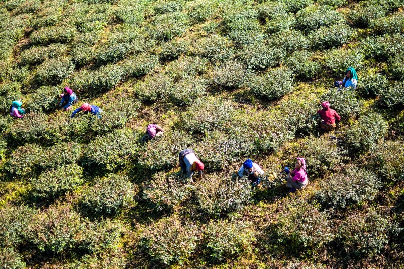 Trabajadores Darjeeling del jardín de té fotografía de archivo Trabajadores Darjeeling del jardín de té fotografía de archivo