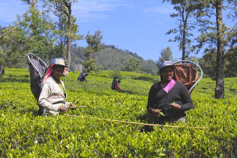 Trabajadores de sexo femenino que cosechan las hojas en la plantación de té 2 fotos de archivo Trabajadores de sexo femenino que cosechan las hojas en la plantación de té 2 fotos de archivo